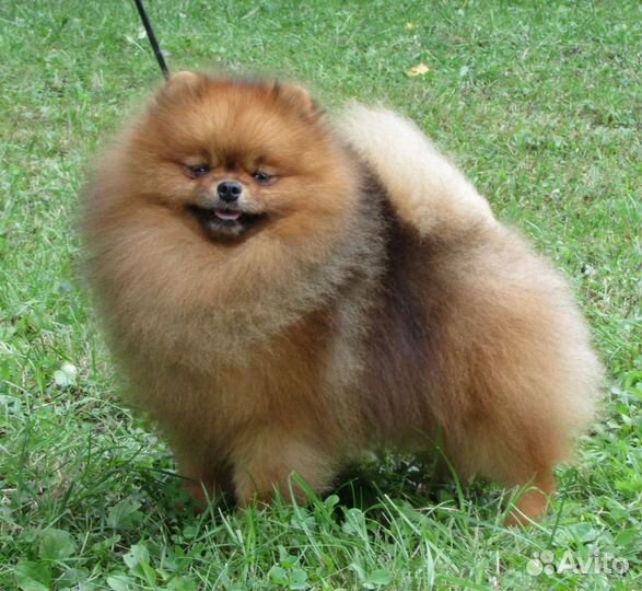 Померанские и малые шпицы от питомника. Выбор