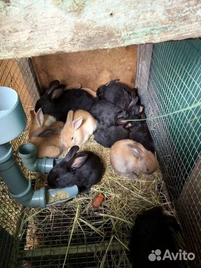 Крольчата один месяц