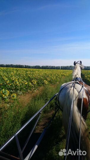Конные прогулки