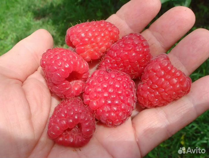 Саженцы Малины Феномен