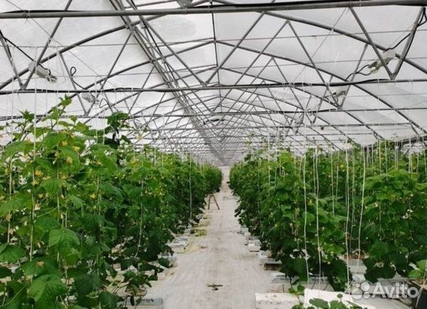 Тепличный агрокомплекс / С базой сбыта продукции