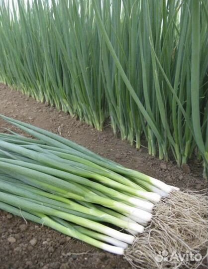 Лук перо домашний натуральный