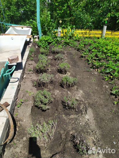 Лаванда супер саженцы