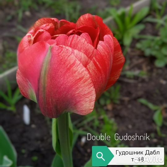 Луковица тюльпанов альбом 4 (детка)