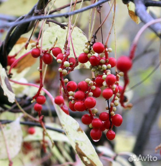 Лимонник, Элеутерококк, Аралия семена