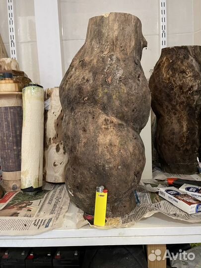 Каповый нарост вяза. Токарная заготовка