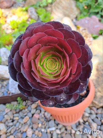 Эониум шварткин