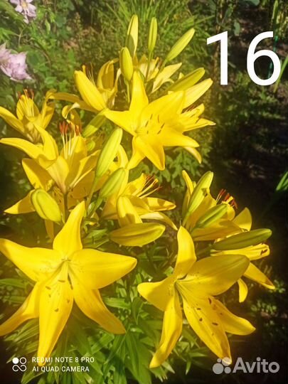 Лилии сортовые