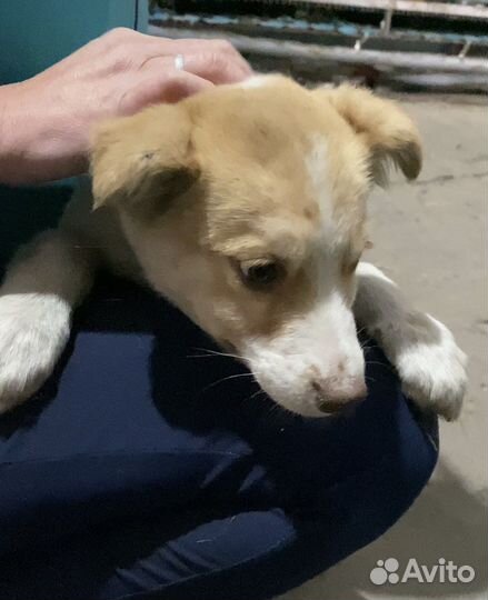 Щенок в добрые руки