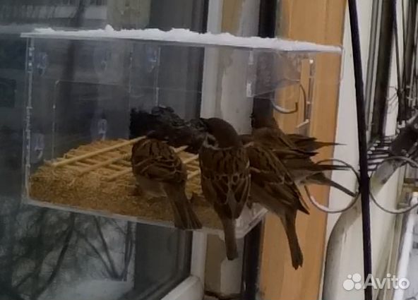 Кормушка для птиц, крепление на стекло