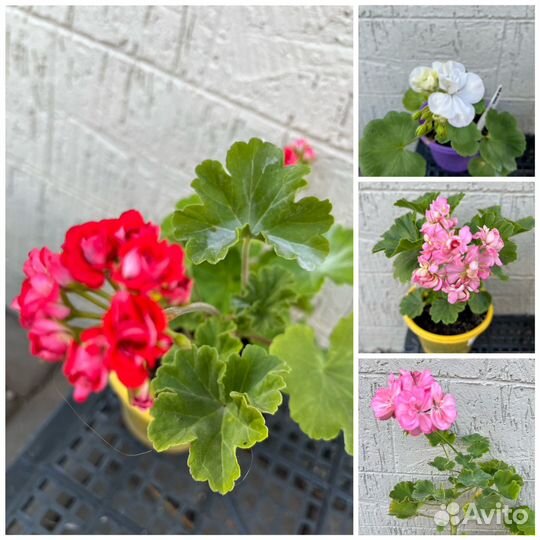 Пеларгония герань