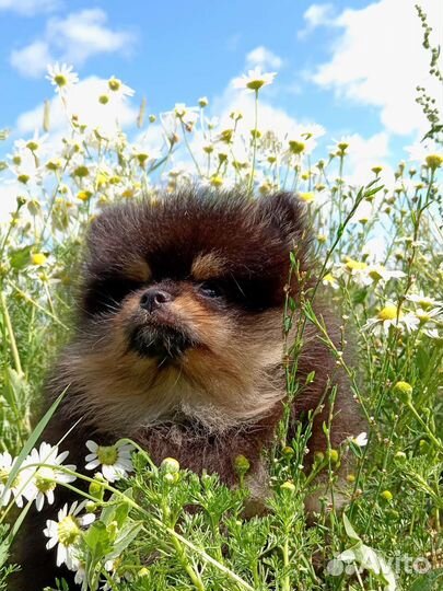 Померанский шпиц мини