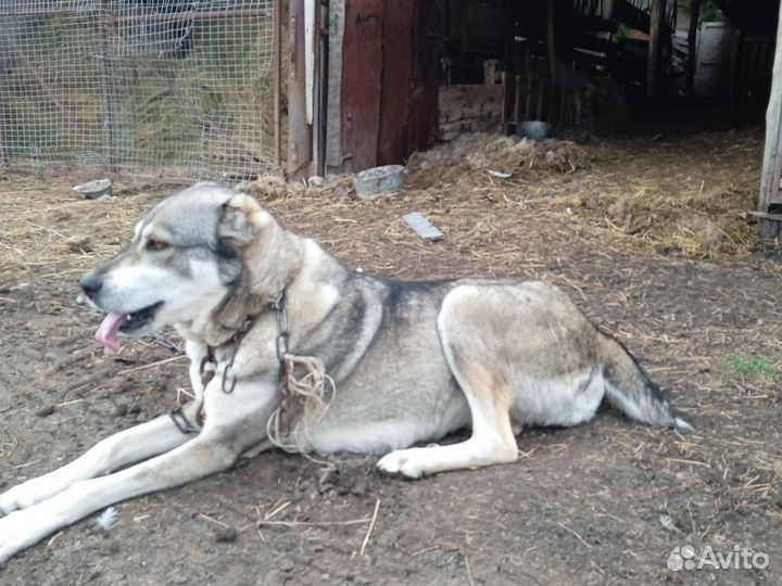 Среднеазиатская овчарка