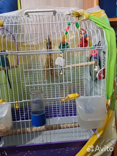 Волнистый попугай с клеткой