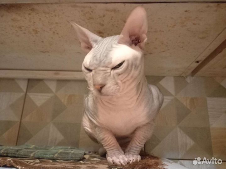 Донской сфинкс вязка