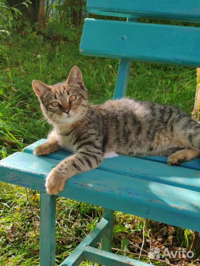 Тигровый котенок Кузя ищет дом