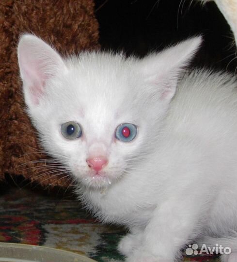 Котята