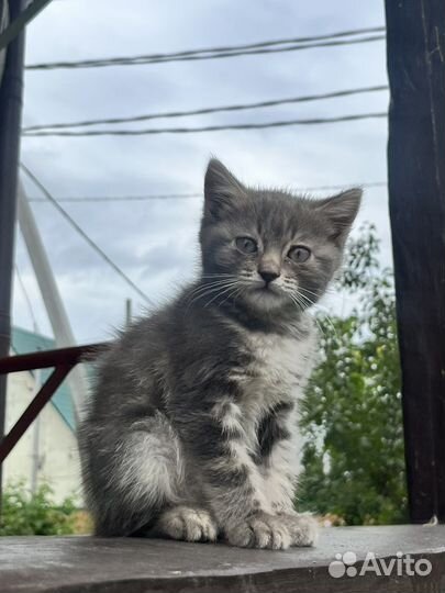 Котенок