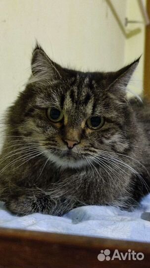 Кошечка Пати