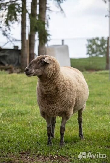 Продаю овец