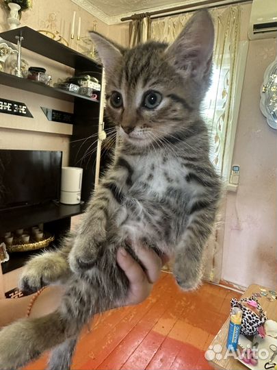 Шотландские вислоухие