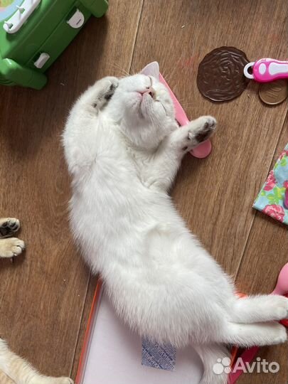 Шотландская шиншилла / шотландские котята