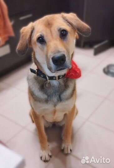 Собака лучшая подруга