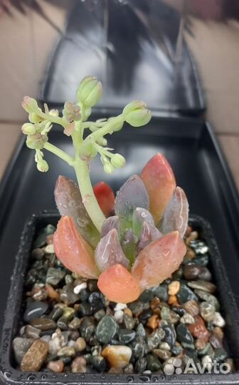 Различные виды суккулентов / седумы, пахифитумы