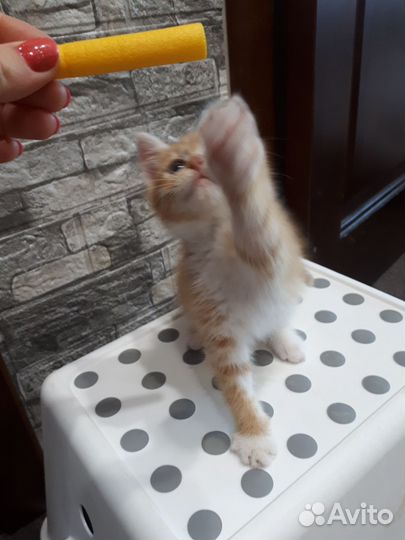 Милый котеночек в добрые руки