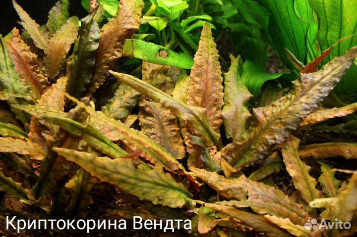 Аквариумные растения