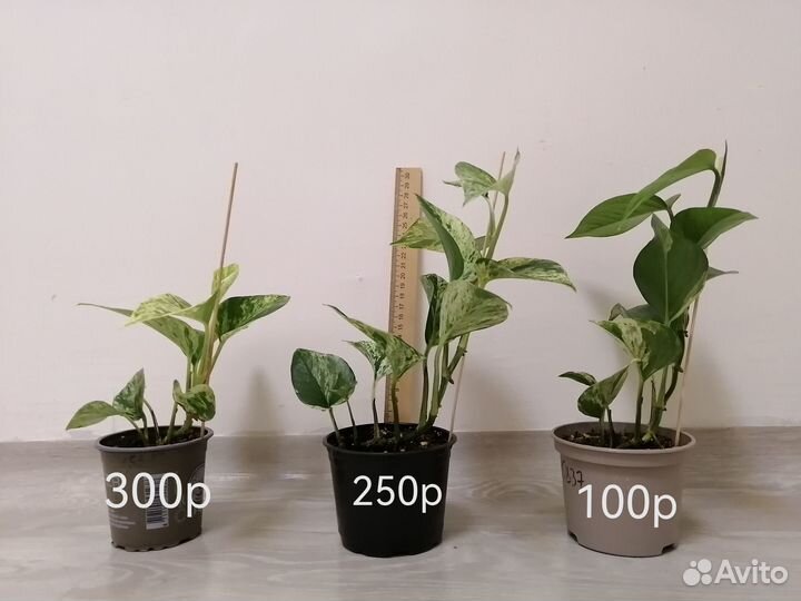 Эпипремнум большие кусты