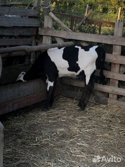 Корова телята