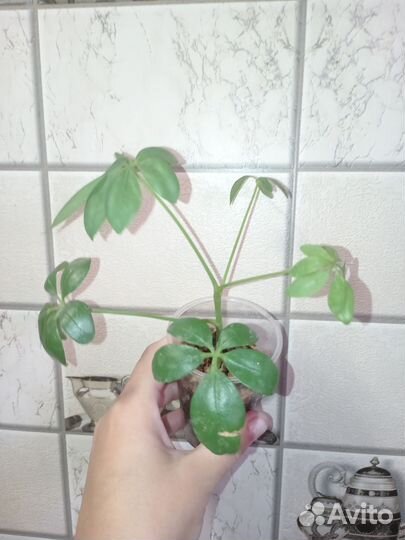 Аглаша, филодендрон, шефлера,синги, хойя