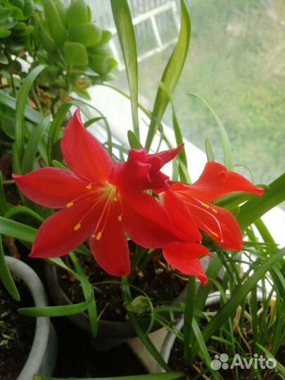 Комнатные цветы