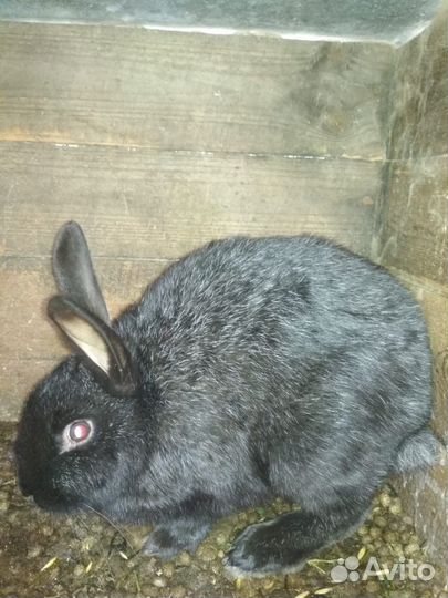 Продам кроликов