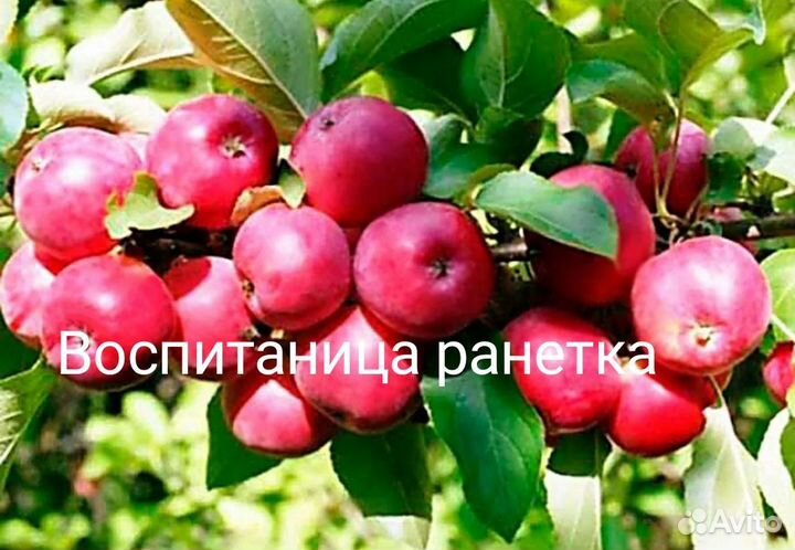 Воспитаница ранетка