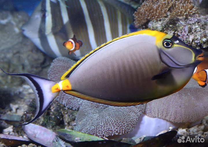 Рыбка Носорог оранжевоиглый черноспиный