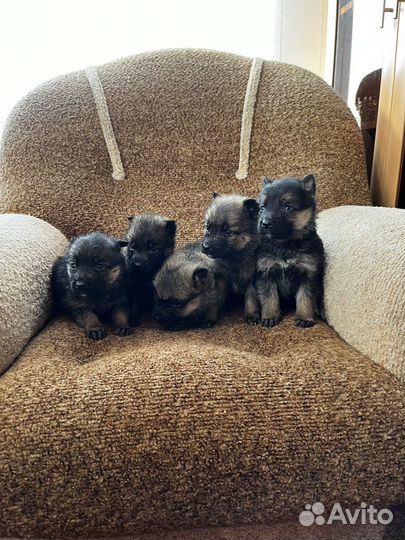 Немецкая овчарка