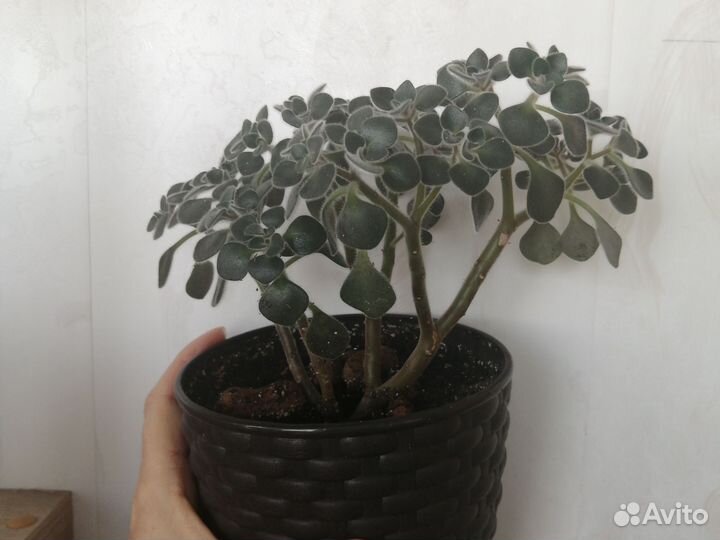 Аихризон (Дерево Любви)