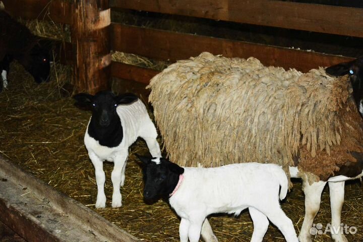 Баран на племя