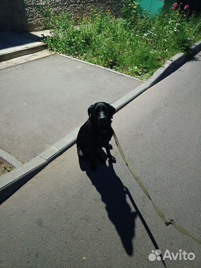 Собака в добрые руки