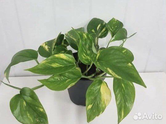 Традесканция / Сциндапус