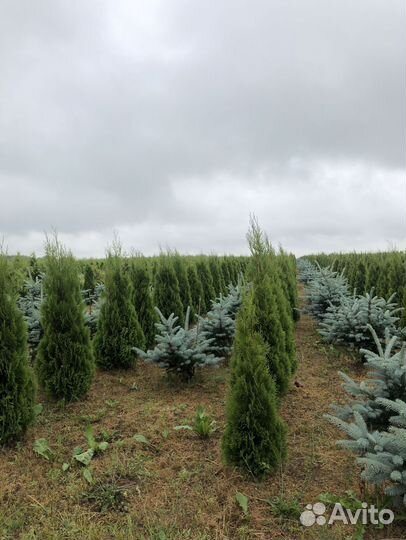 Туя Смарагд 1,8-2 м