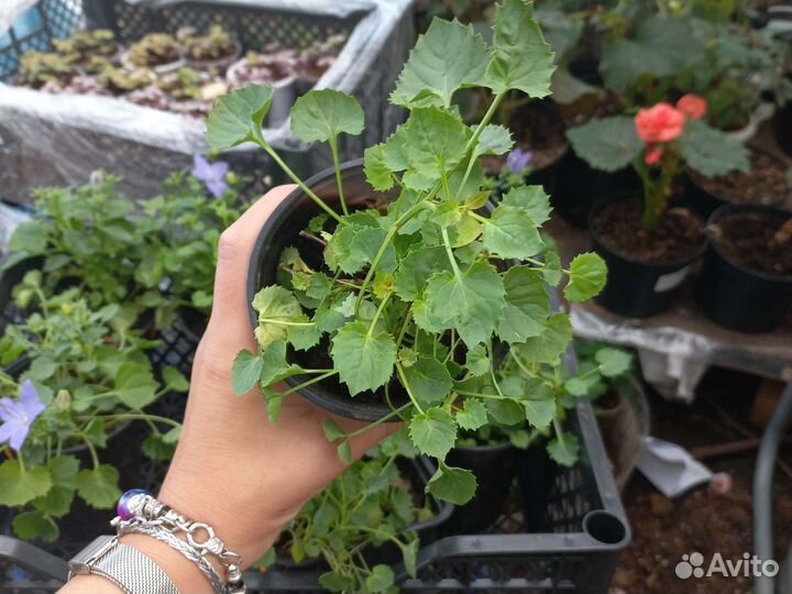 Кампанула (жених и невеста)