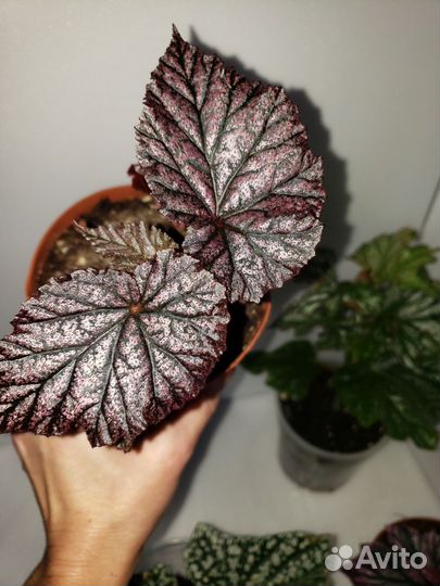 Бегония декоративно лиственная