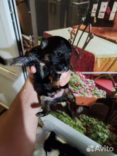 Щенки бесплатно