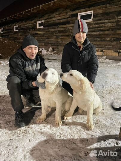 Семья алабаев