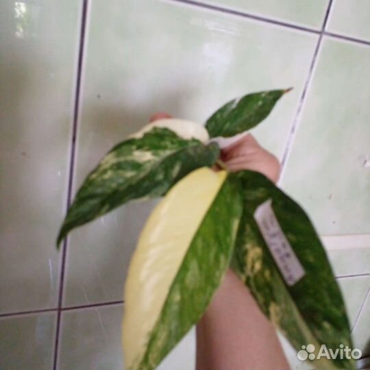 Сциндапсусы, эпипремнумы, монстеры, филодендроны