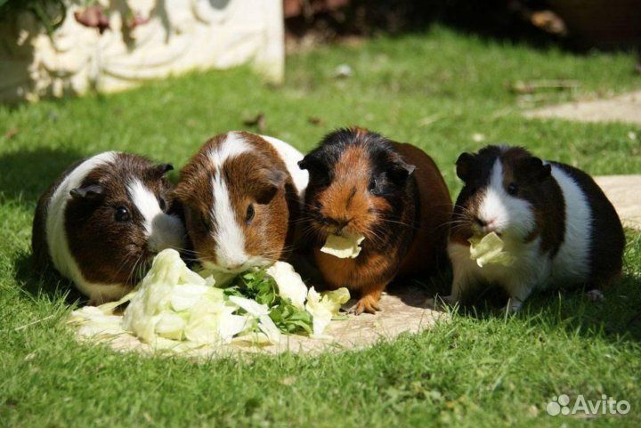 Продажа животных