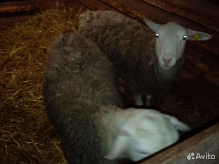 Бараны 75 дорпер
